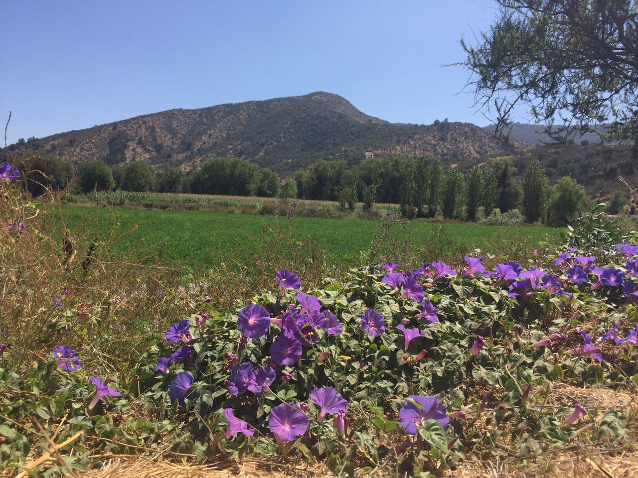 Almahue-Pichidegua