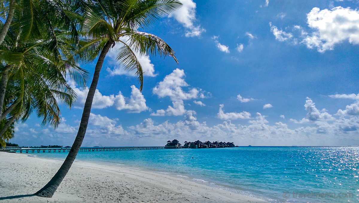 Beach and palm trees